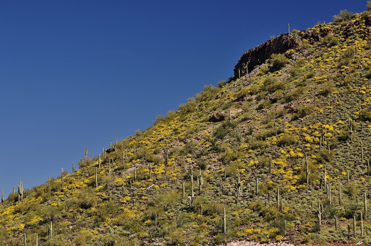 wildflowers